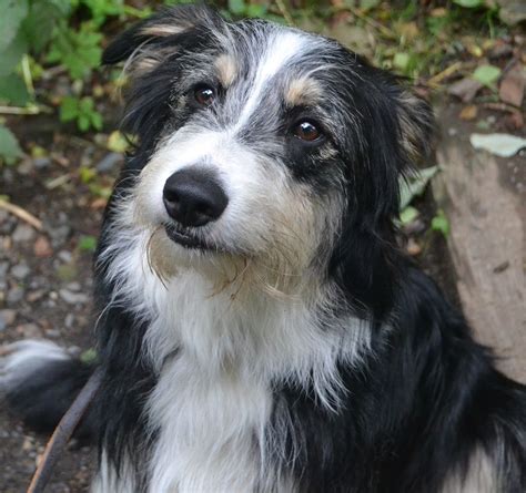 bearded border collie